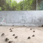 I Like Turtles | image tagged in gifs,i like turtles | made w/ Imgflip video-to-gif maker