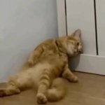 Cat GIF Template