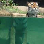 Beheaded Tiger