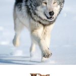 Wolf vs Dog Evolution