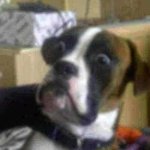 it's just an expression bruh wtf | "man I sure would like to beat someone to death with hammers"
takes things literally guy: | image tagged in blankie the shocked dog | made w/ Imgflip meme maker