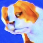 side eye dog