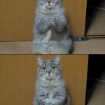 cat but how