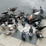 pigeons eating rice