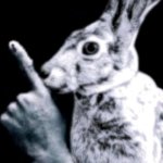 rabbit meme