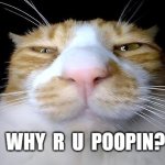 why r u poopin | WHY  R  U  POOPIN? | image tagged in why r u poopin,pooping,funny cats | made w/ Imgflip meme maker