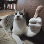 human hand cat thumbs up
