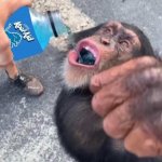 This ape only craves