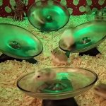 Rat Race GIF Template