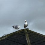 Screaming seagull