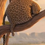 fat leopard