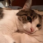 Cat takes no shit