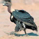 Angry Birdwalk