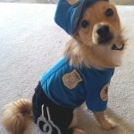Police dog
