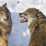 Wolf Snarling at Wolf
