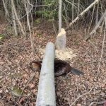 Beaver