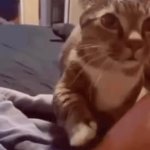 cat tap GIF Template