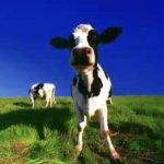 Cfa cow