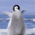 PenguinStrut