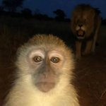 Monkey is cooked