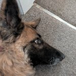 Sad dog