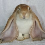 bunny w big ears
