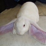 bunny with big ears