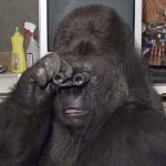 Funny gorilla