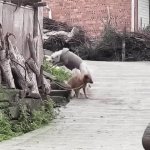 dog GIF Template