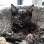 Sterm Kitten