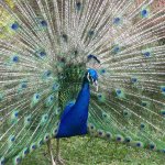 Male and female peacocks