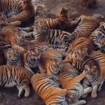 Tigers