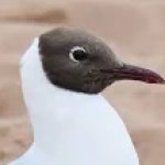 Black Gull Head.