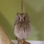 feather birb meme