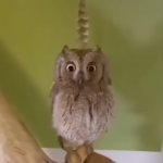 this image i found whilst consuming stupid ass memes | image tagged in feather birb | made w/ Imgflip meme maker