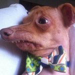 F dog teeth