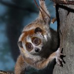 Slow Loris