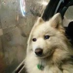 Sad dog
