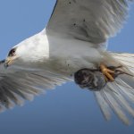 Bird of prey with terrified rodent