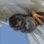 Dangerhawk