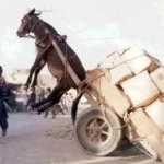 donkey heavy cart