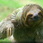 Creepy Sloth