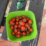 cherry tomato harvest