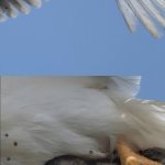 Caught by Bird