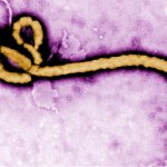 Ebola template