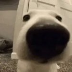 I hired this dog