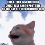 So cute! | THIS KITTEN IS SO FRICKING CUTE, I JUST HAD TO POST THIS SO YOU CAN SEE THIS CUTENESS TOO! | image tagged in gifs,cute | made w/ Imgflip video-to-gif maker