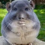 Disappointed Chinchilla meme