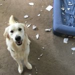Homework dog