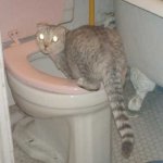 Toilet Fold
